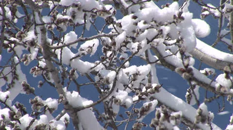 Snow Branches in the Breeze Video stock 22825970