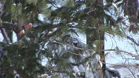 Snow Branches in the Breeze Stock Footage 22826240
