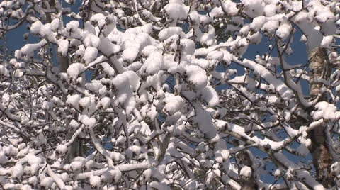 Snow Branches in the Breeze Stock Footage 22827264