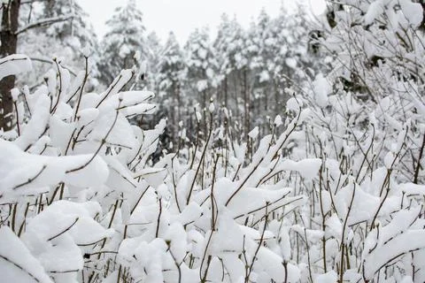Snow on the branches of bushes. In the background there is a snowy winter for Stock Photos