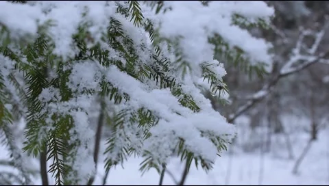Snow branches of a Christmas tree in the forest Stock Footage 140780674