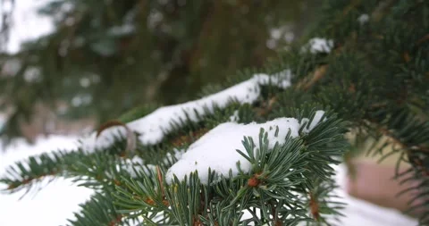 Snow on the branches of a Christmas tree. Winter forest Video stock 260945383
