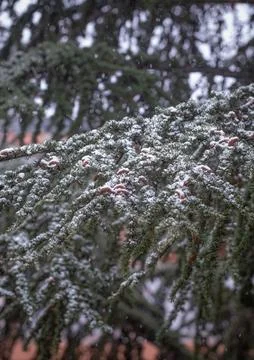 Snow on the branches of a conifer Stock Photos