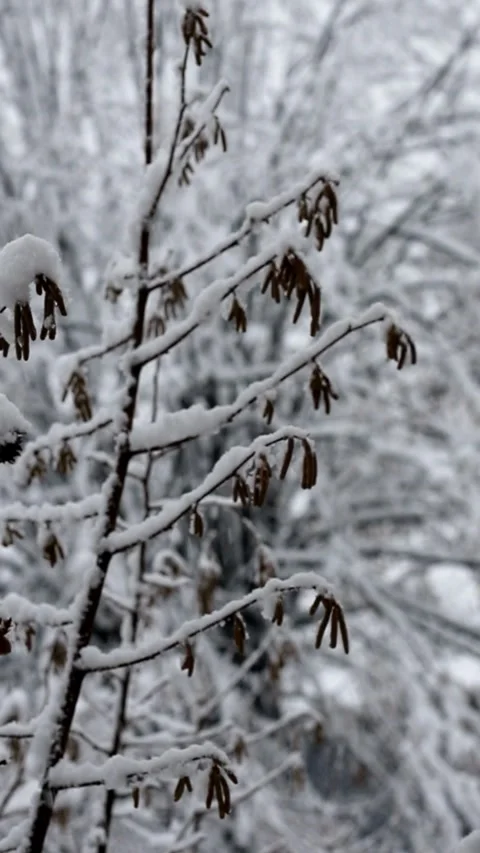 Snow on the branches in December Video stock 296218298