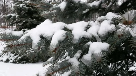 Snow on the branches of the fir Stock Footage 138923952