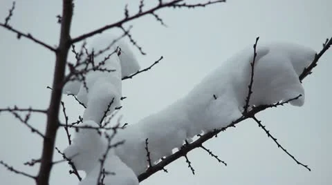 Snow on the branches Stock Footage 12747214