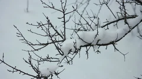 Snow on the branches Stock Footage 12747221