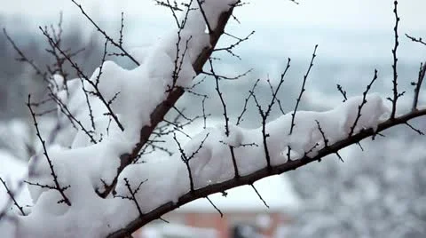 Snow on the branches Stock Footage 12747228