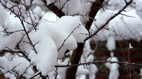 Snow on the branches Stock Footage 12747230