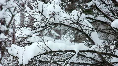 Snow on the branches Stock Footage 12747255