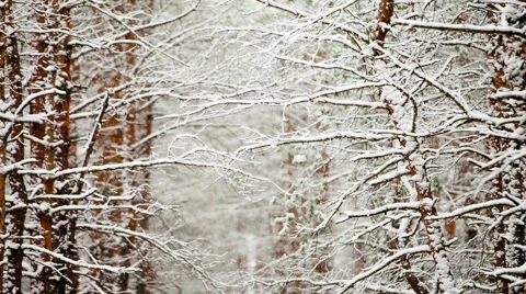 Snow on branches Stock Footage 45472773