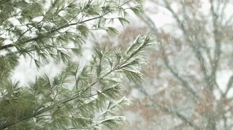 Snow on Branches Stock Footage