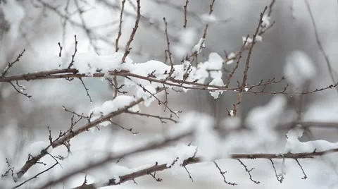 Snow on the branches Stock Footage 46551034