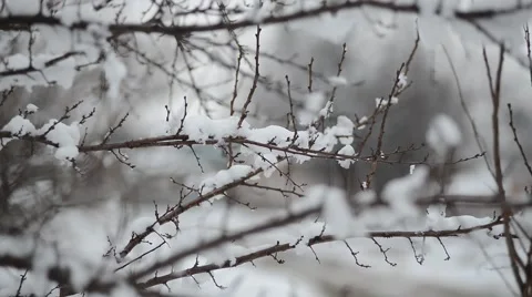Snow on the branches Stock Footage 46552756