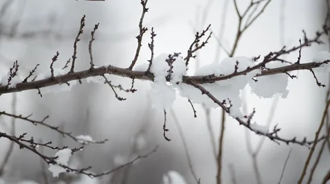 Snow on the branches Stock Footage 46552771