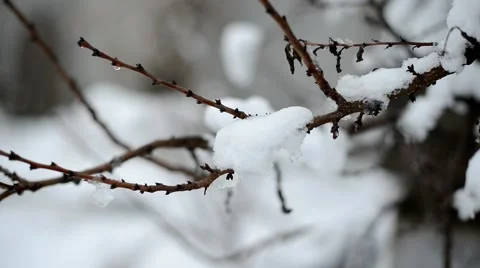 Snow on the branches Stock Footage 50389126