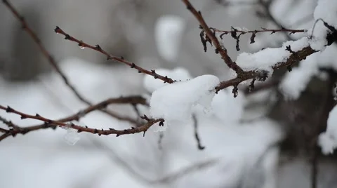 Snow on the branches Stock Footage 50389137