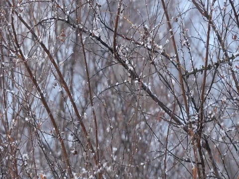 Snow Branches 스톡 동영상 74056894