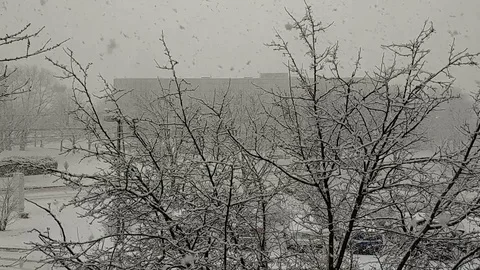 Snow branches 库存影片 87098112