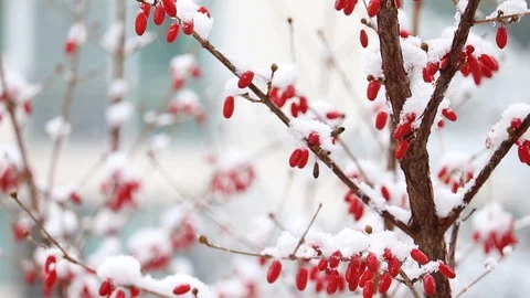 Snow on the branches. Stock Footage 99850490