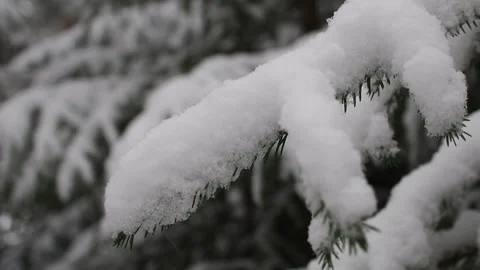 Snow on branches Stock-Footage 263364228