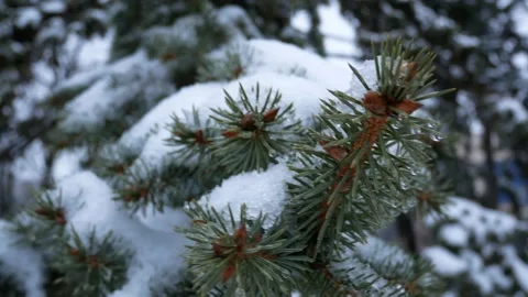 Snow on the branches of a green tree Stock Footage 166716772