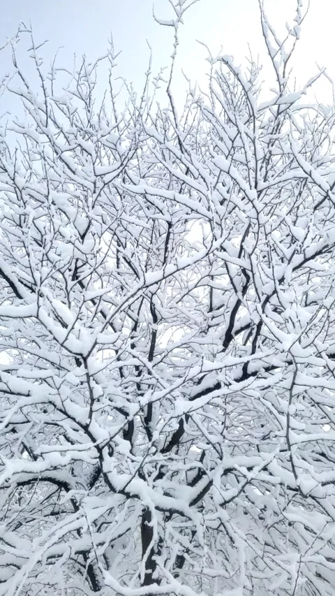 Snow on the branches in January Stock Footage 296883314