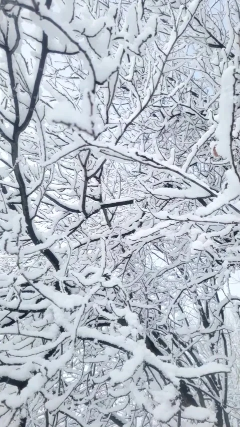 Snow on the branches in January Stock Footage 296883315