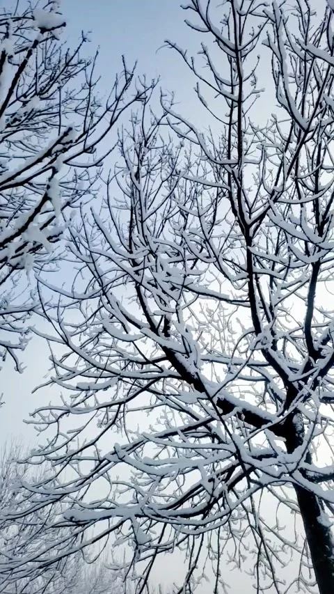Snow on the branches in January Stock Footage 296883368