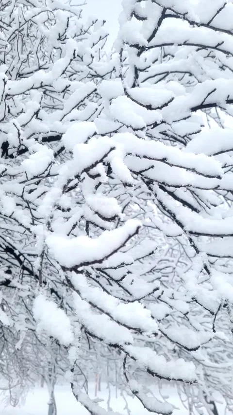 Snow on the branches in January Stock Footage 296883507