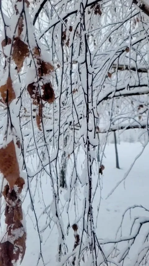 Snow on the branches in January Video stock 296883508