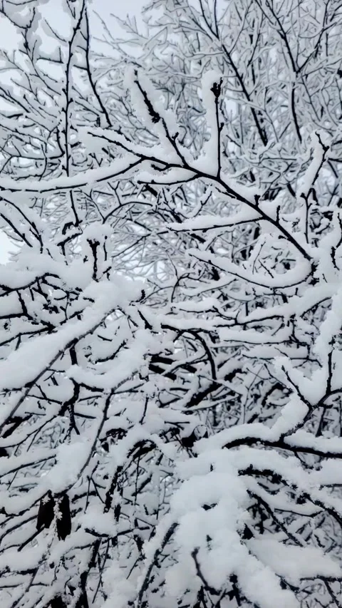 Snow on the branches in January Stock Footage 296883509