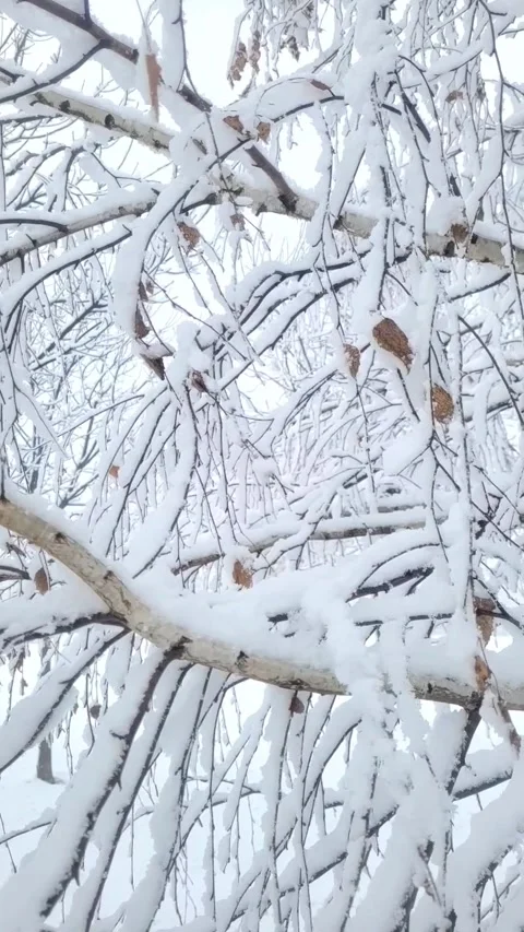 Snow on the branches in January Stock Footage 296883618