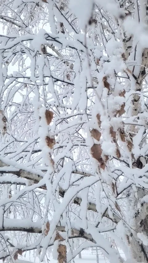Snow on the branches in January Stock Footage 296883620