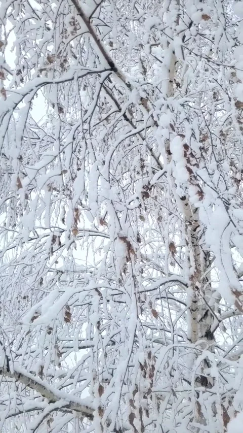 Snow on the branches in January Stock Footage 296883650