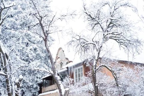 Snow on the branches of large trees. blurred foreground. rural house in the Stock Photos