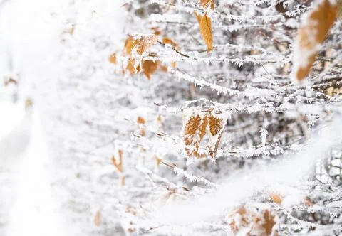 Snow on branches in the park close-up Stock Photos