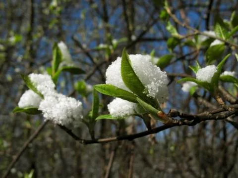 Snow on branches Stock Photos
