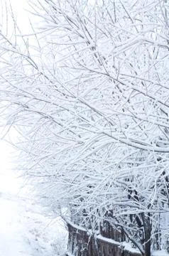 Snow on the branches Stock Photos