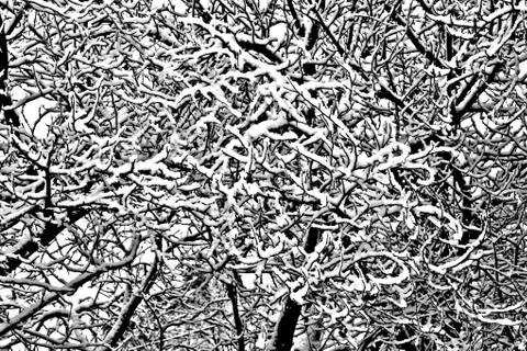 Snow on the branches Stock Photos