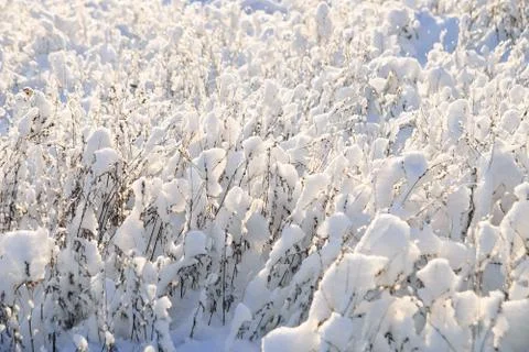 Snow on branches Stock Photos