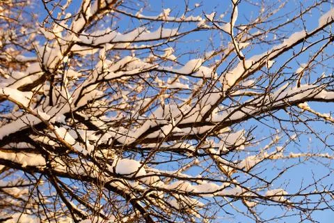 Snow on branches Stock Photos