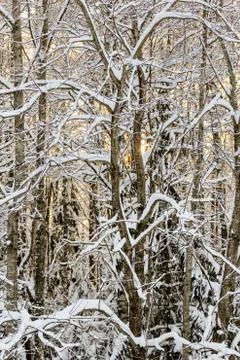 Snow on the branches. Photos