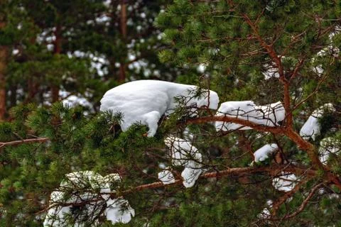 Snow on the branches. Stock Photos