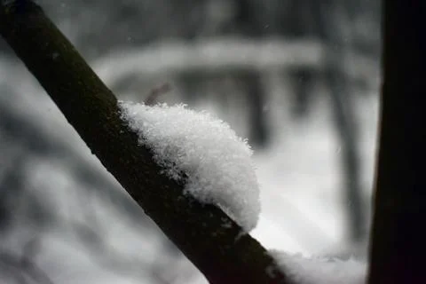 Snow on the branches Foto stock