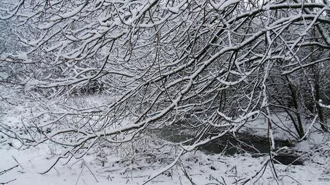 Snow Branches. Foto stock