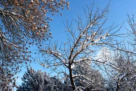 Snow on the branches Фото