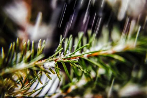 Snow on the branches of pine needles, close-up Stock Photos