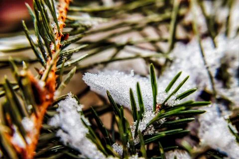 Snow on the branches of pine needles, close-up Stock Photos
