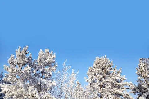 Snow on the branches of a pine tree. Beautiful winter landscape Stock-Fotos